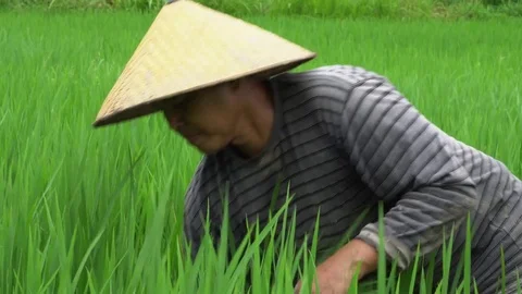 Local man working on the rice field in Bali, Indonesia Stock Footage