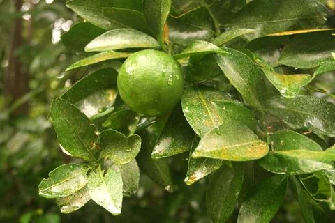 Local oranges Stock Photos