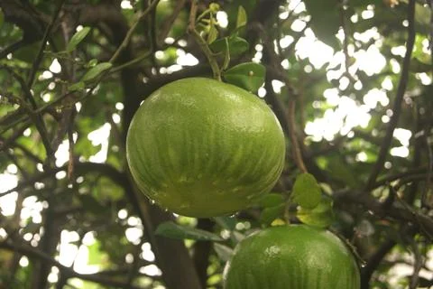 Local oranges Stock Photos