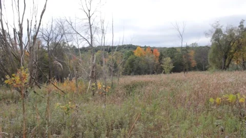 Local Park landscape 스톡 동영상 163068406