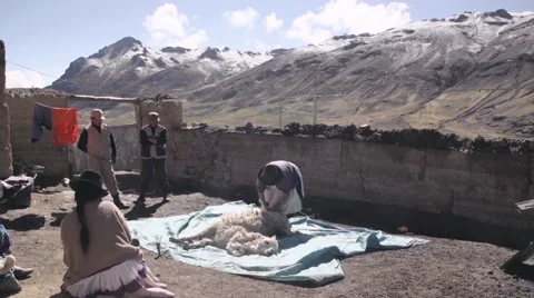 Local people in Peru shearing wool from llama Stock Footage 67999842
