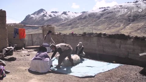 Local people shearing wool from llama Stock Footage 67999843