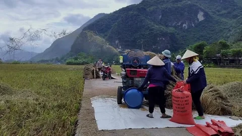 Local People Use Threshing Machine in Mai Chau 動画素材 340637712