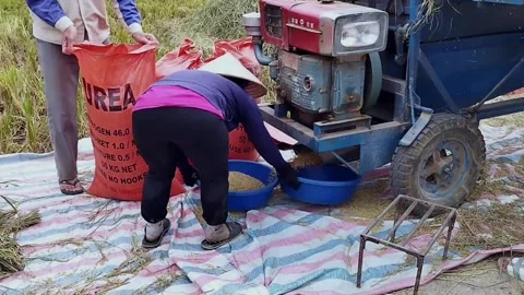 Local People Use Threshing Machine in Mai Chau Stock Footage 340675986