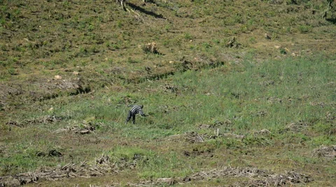Local people working on the field in the Bwindi national park, Uganda. Stock Footage 59889633