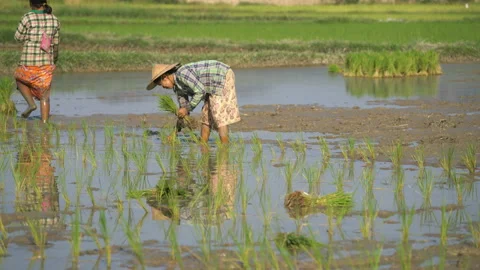 Local people working on the rice fields, near of the Hpa An, Myanmar, Asia. Stock Footage 170519282