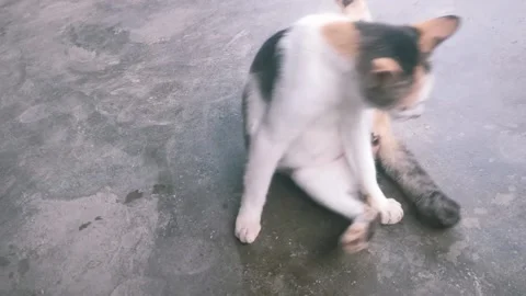 Local pet cat Stock Footage 225367629