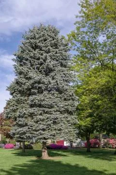 Local public park in Gresham Oregon. Stock Photos