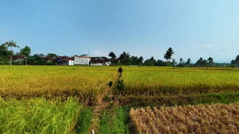 Local Resident Walking Along a Rice Field Embankment Stock Footage 345100439