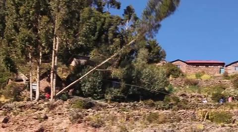 Local residents chopping down a tree with a rope Видео 60373572