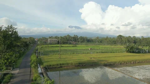Local Rice Fields Indonesia With Cloud Covered Mount Raung In The Background Stock Footage 345013372