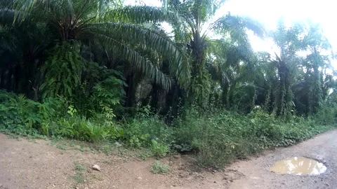 Local road to the forest, Thailand Stock Footage 246591194