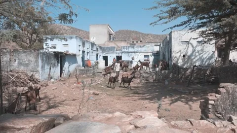 Local Shepperd Herding his goats Stock Footage 131127109