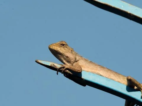 Local Thai lizard lay on top of fence under sunshine Foto stock