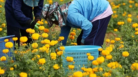 Local Thai worker or gardener keeping Marigold flower in field Stock Footage 87020004