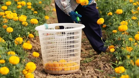 Local Thai worker or gardener keeping Marigold flower in field Stock Footage 87020112