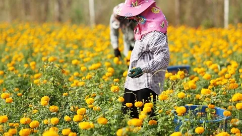 Local Thai worker or gardener keeping Marigold flower in field Stock Footage 87020344