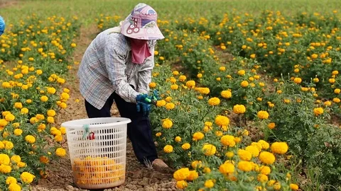 Local Thai worker or gardener keeping Marigold flower in field Stock Footage 87020391