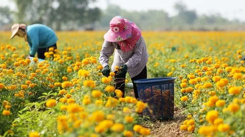 Local Thai worker or gardener keeping Marigold flower in field Stock Footage 87020611