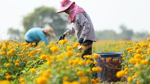 Local Thai worker or gardener keeping Marigold flower in field Stock Footage 87020775