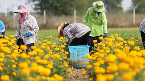Local Thai worker or gardener keeping Marigold flower in field Stock Footage 87021585