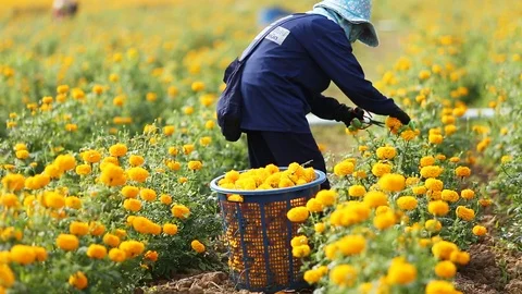Local Thai worker or gardener keeping Marigold flower in field Stock Footage 87021660