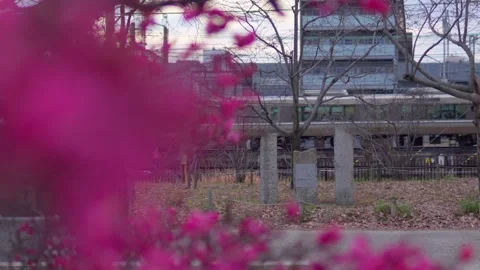 Local Train Passing Amidst Winter Cherry Blossoms in Kyoto, Japan 스톡 동영상 333919128