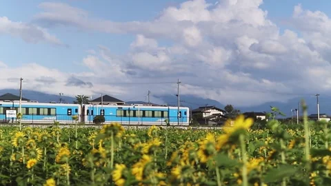 A local train passing by a field of sunflowers in rural Japan Stock Footage 247261357
