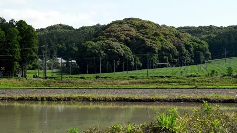 Local Train Passing Tea Fields and Rice Paddies in Fukuroi, Shizuoka, Japan Stock Footage 335741669