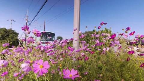 Local Train Passing Through a Cosmos Flower Field in Japan Stock Footage 336487942