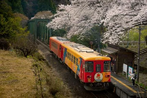 Local Train Stopped at Sakura Covered Station in Spring Japan Foto stock