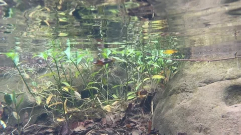 Local underwater flora 01 Stock Footage 308678601