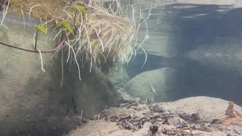 Local underwater flora 02 Stock Footage 308745777