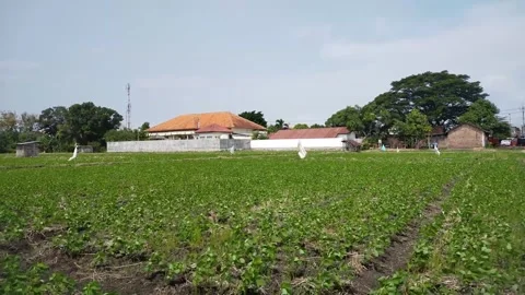 Local village crops Stock Footage 287259109