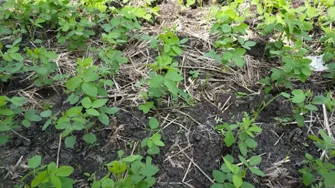 Local village crops Stock Footage 287259228