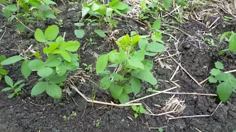Local village crops Stock Footage 287259282