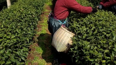 A local villager picking tea leaves on the outskirts of Hangzhou Stock Footage