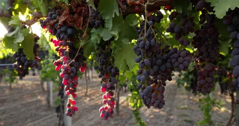 The local winery has been breeding wine grape varieties in its garden for many Stock Footage 226376473