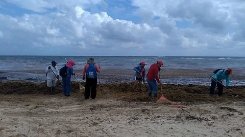 Local workers cleaning beach from seaweed Stock Footage 105313044