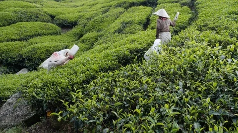 Local workers pruning tea leaf bushes during day time, Cameron Highlands Vídeos de archivo 146536037