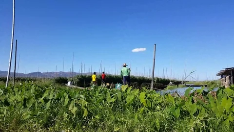 Local workers stand on boats in floating garden, shot in motion, Inle Lake Видео 79966492