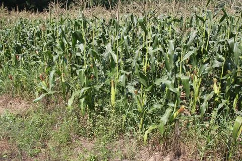Locally grown corn Stock Photos