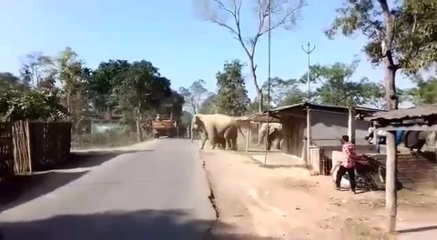 Locals panic as herd of 30 elephants marches through Indian village 스톡 동영상 105156412