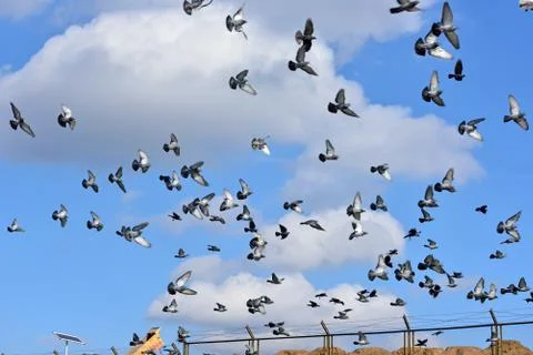 Located between the barbed wire pigeon Stock Photos