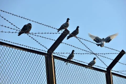 Located between the barbed wire pigeon Stock Photos
