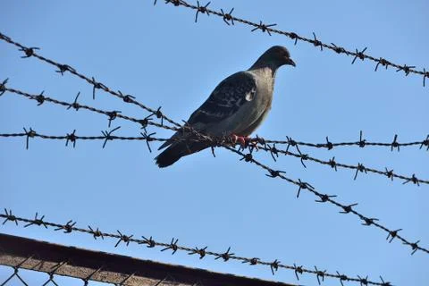 Located between the barbed wire pigeon Stock Photos