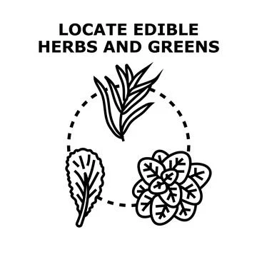 Locating edible herbs greens vector icon concept Ilustración de archivo