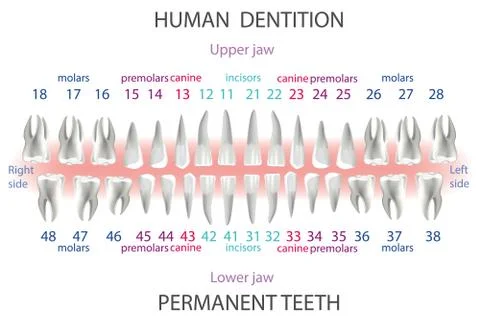 Location and order of human teeth, types of dentist numbering Stock Illustration