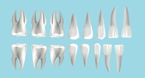 Location and order of human teeth, types of dentist numbering Stock Illustration
