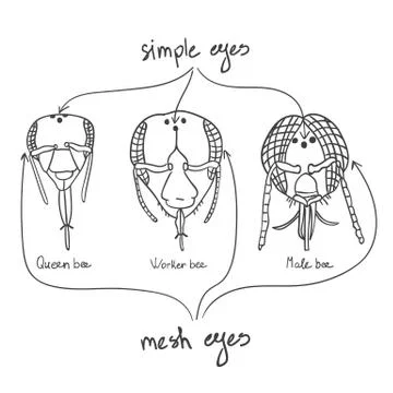 Location eye queen bee, worker bees and  drone Stock Illustration